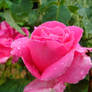 Rose Quartz