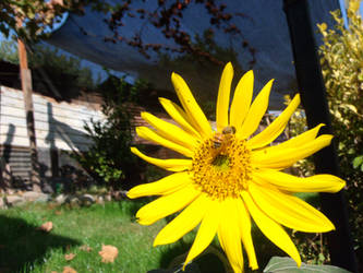 bee in sunflower_2