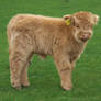 Highland Longhorn Calf