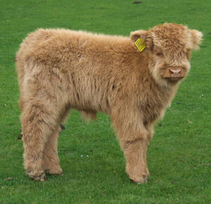 Highland Longhorn Calf