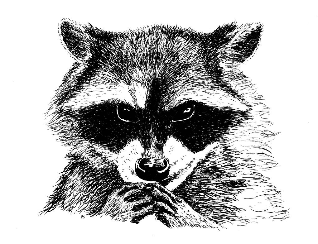 Deviantart Racoon Racoon by YagoMasip on DeviantArt