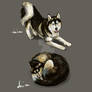 Huskies