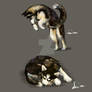 Huskies 2