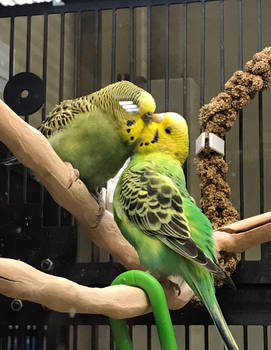 Two Little Lovebirds