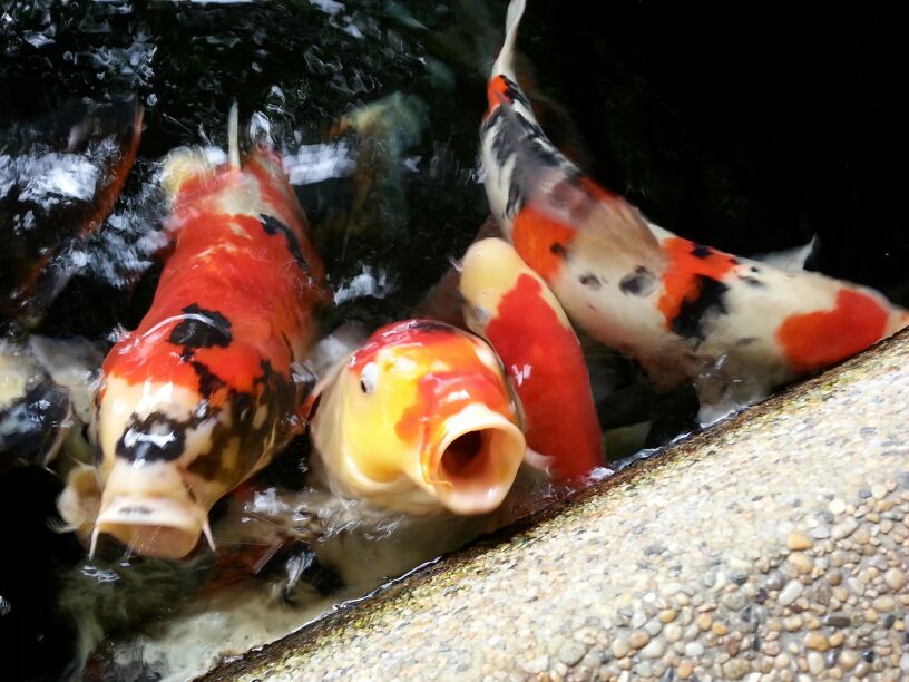 Hungry Koi~