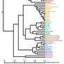 Human genetic variation