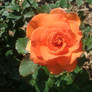 Orange Rose