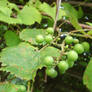 Green Berries