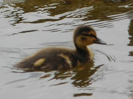 Baby Duck