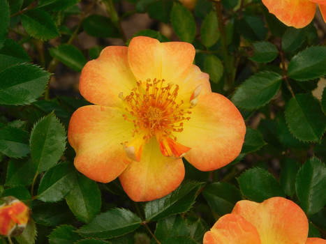 Orange and Yellow Flower
