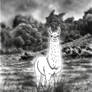 Llama