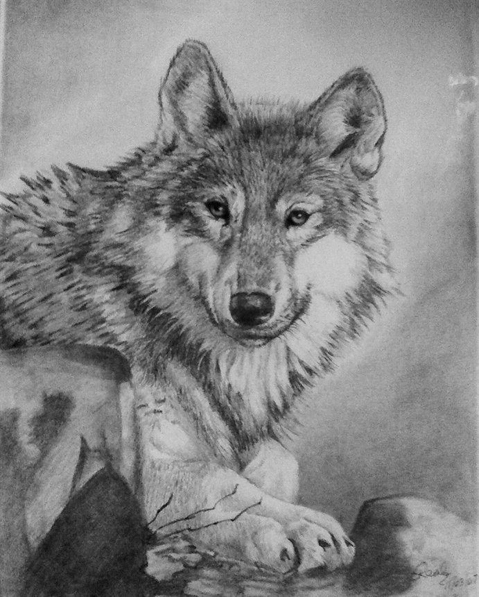 Wolf Drawing (5 days). Do you like it?