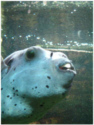 Blue Puffer Fish