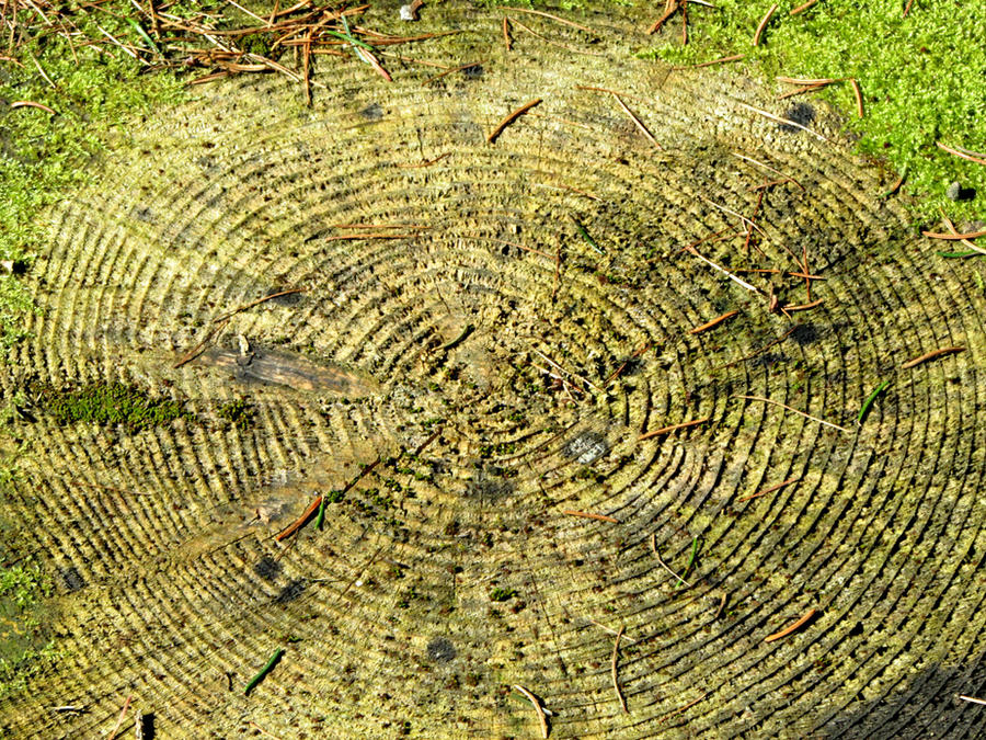Nature Inploding Pictures Exploding nature by AngieDust5 on DeviantArt