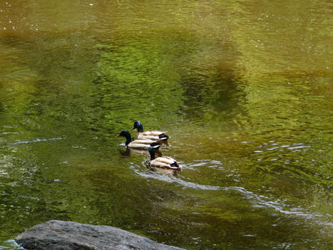 More ducky friends