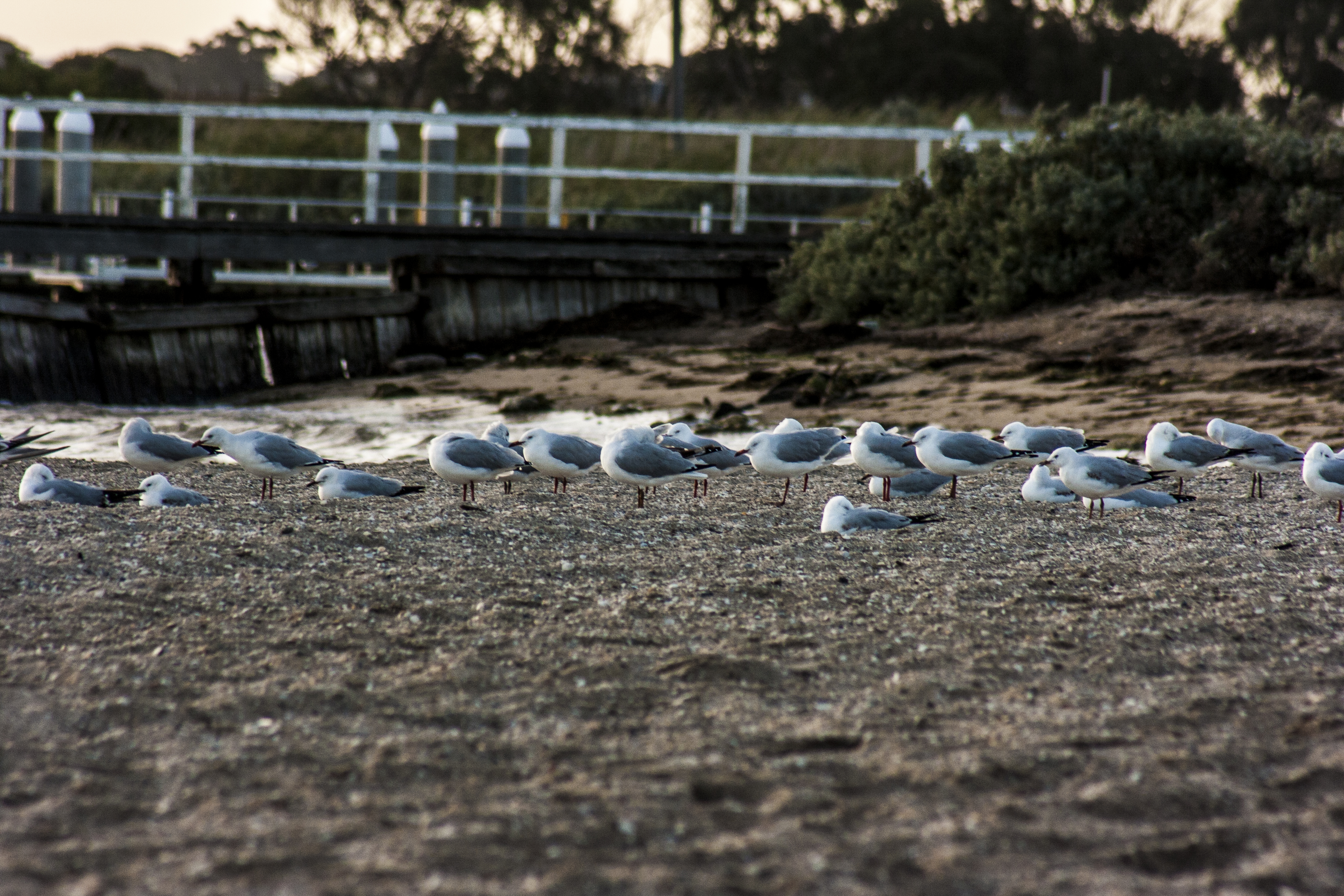 Seagulls