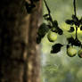 la Pomme Verte