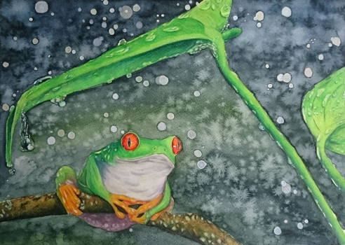 Frog in rain