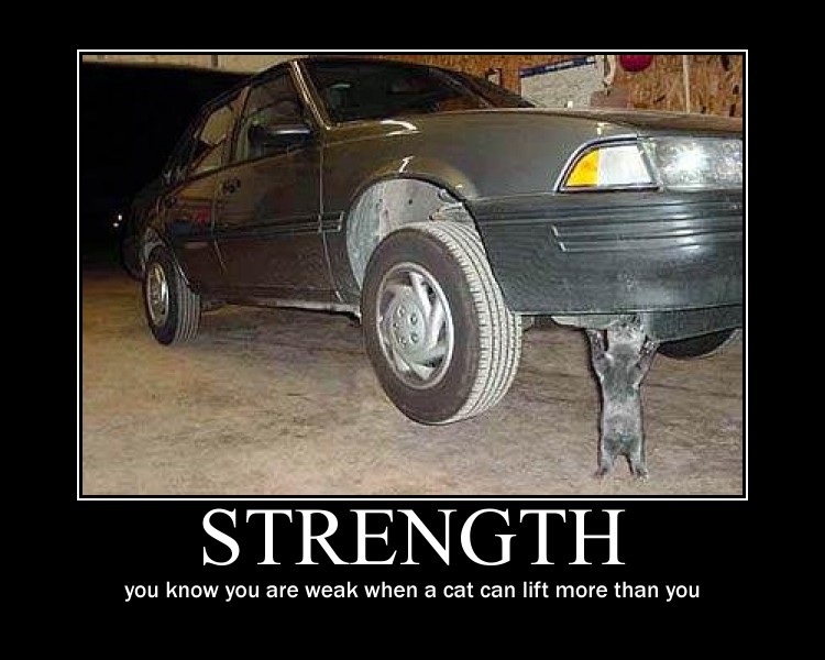 Strongcat demotivational