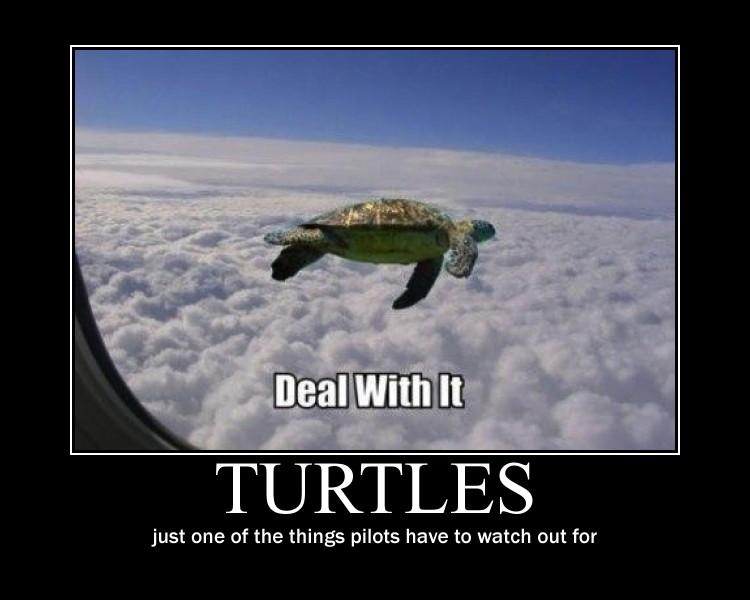 Flying turtle motivational