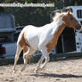 palomino tobiano paint trot