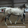 dapple gray andalusian stud