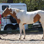 chestnut tobiano paint stud