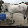 gray andalusian stallion 1