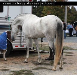 gray andalusian stallion 4