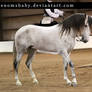 gray andalusian stallion 5