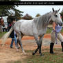 dapple gray arabian mare 2