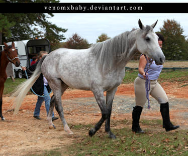 dapple gray arabian mare 2