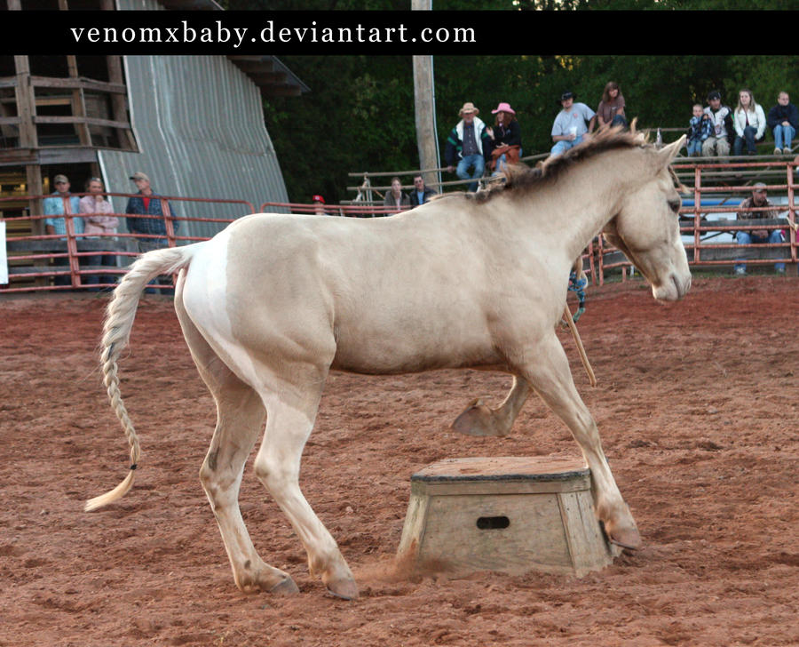 amber champagne tobiano 2 by venomxbaby on DeviantArt