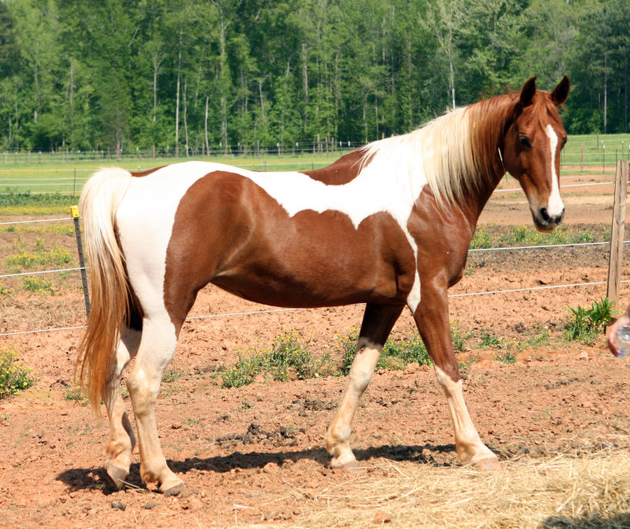 chestnut tobiano saddlebred 1 by venomxbaby