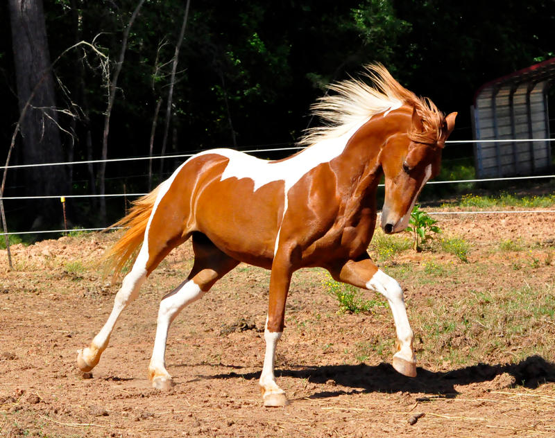 chestnut saddlebred 8