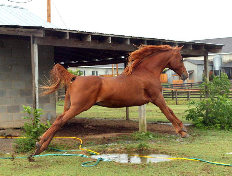 chestnut arabian jump