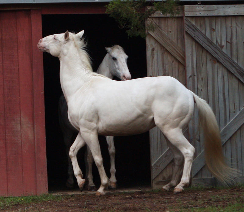 cremello stallion 1