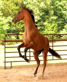 rearing akhal teke