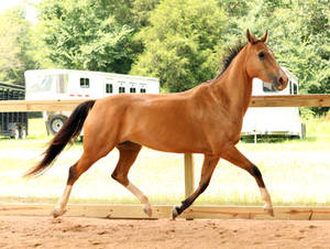 buckskin akhal teke 4