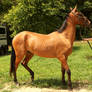 akhal teke colt 3