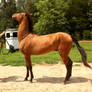 akhal teke colt 5