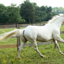 cremello stallion 8
