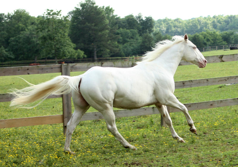 cremello stallion 8