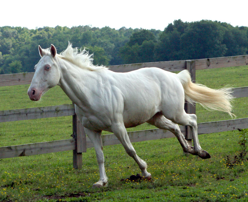 cremello stallion 9