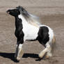 gypsy vanner 1