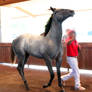 gray roan thoroughbred 1