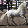 white andalusian 1