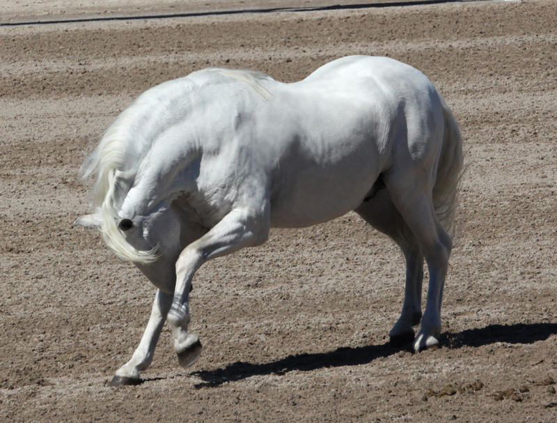 white andalusian 2