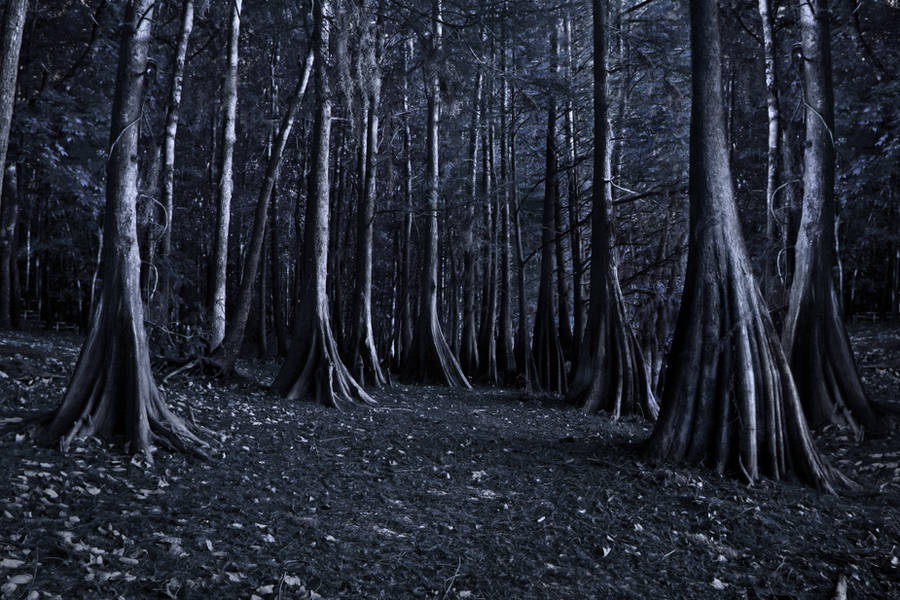 creepy trees stock by venomxbaby