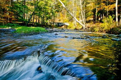 shady river stock bg